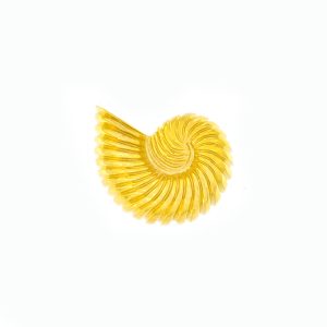 Bestiario Conchiglia Fossile