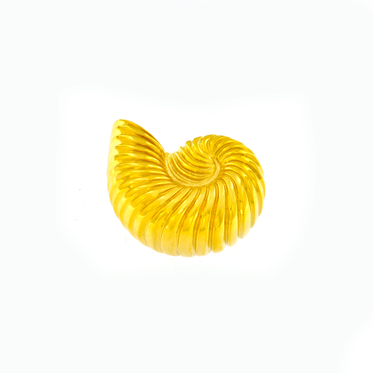 Bestiario Conchiglia Fossile - immagine 2